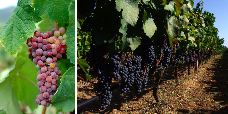 Greek Wines: Recovering at Home, Surging Ahead Internationally - WineAlign, Articles