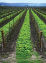 Greenlane Estate Winery