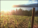 Scorched Earth Winery
